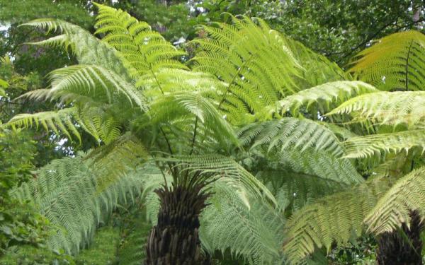 planter une fougere arborescente